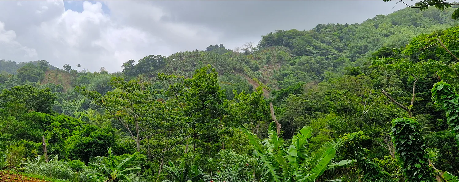 Lush Caribbean rainforest, source of authentic botanicals