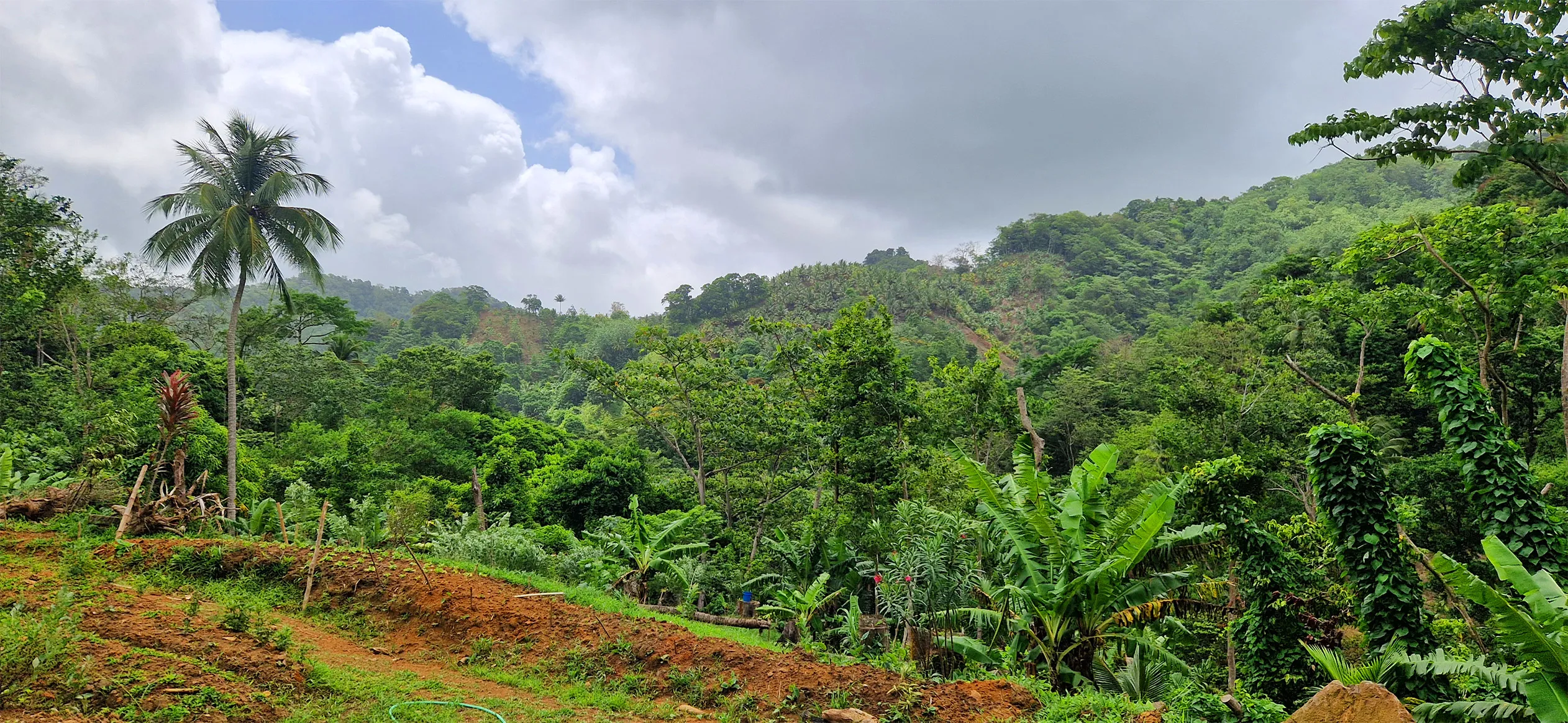 Caribbean landscape featuring local botanicals