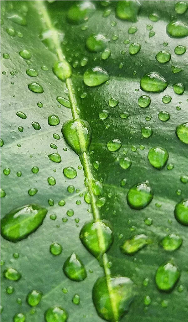 oribotanica image